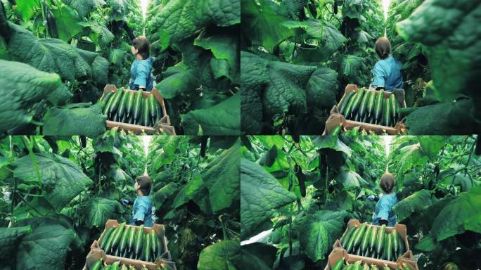园丁在温室里散步时检查黄瓜。