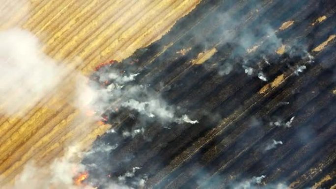 燃烧农业和森林砍伐对气候变化的影响