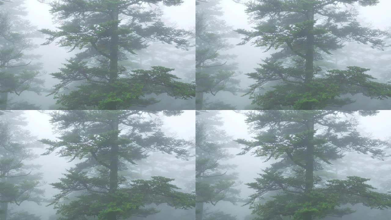 雾森林迷雾大雾天气湿气潮湿