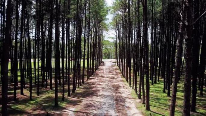 松树内的空中射击树林小路土路