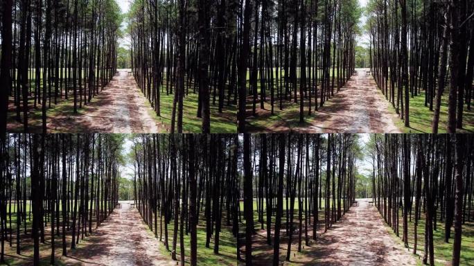 松树内的空中射击树林小路土路