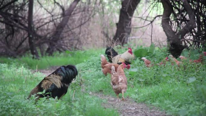 家禽农场的散养母鸡。4k分辨率。