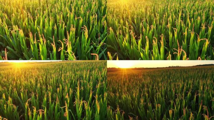 农场田园诗般的绿色玉米作物的日出