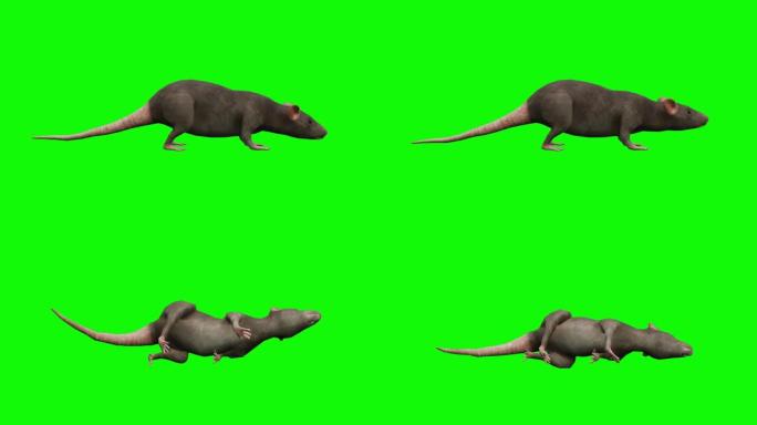 绿屏上的垂死老鼠动画。动物的概念，野生动物，游戏，返校，3d动画，短视频，电影，卡通，有机，色键，人