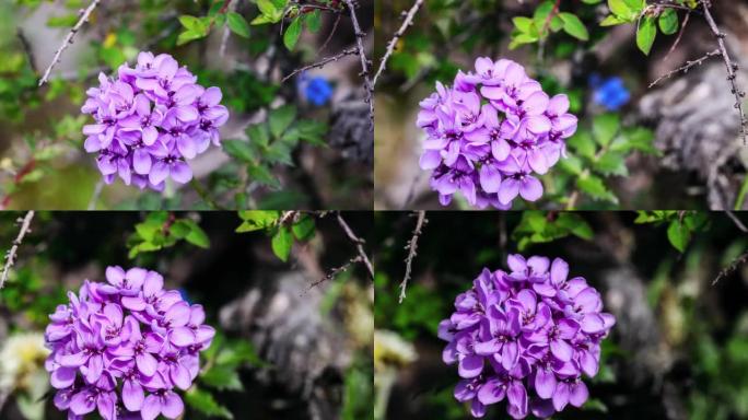 青藏高原上的紫色小花: 小豆蔻