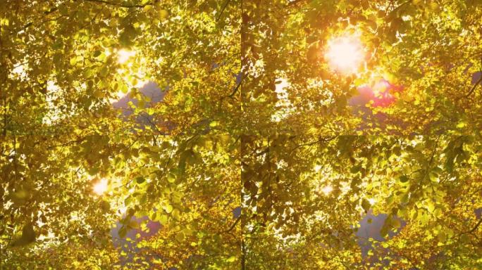 慢动作: 太阳窥视着秋天的山毛榉树，落下的黄色叶子