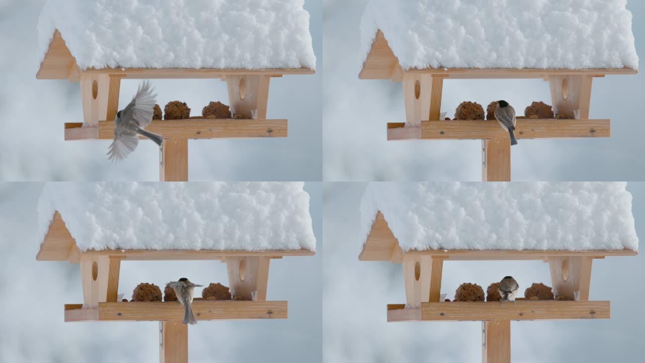 特写: 可爱的柳树山雀在寒冷的冬日飞进木制喂鸟器。
