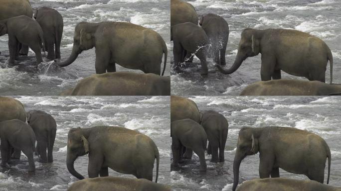 慢动作: 大象玩水