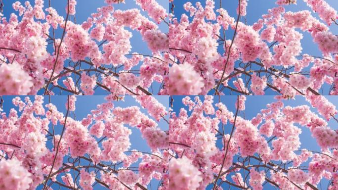 盛开的樱桃树，宣布是春天