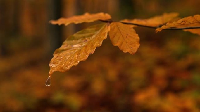 SLO MO水滴落在彩色的秋叶上