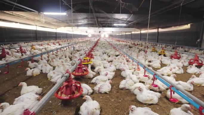 在家禽养殖场的肉鸡房中工厂化养鸡