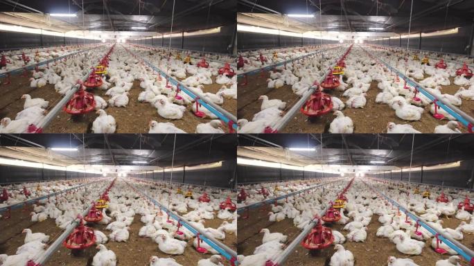 在家禽养殖场的肉鸡房中工厂化养鸡