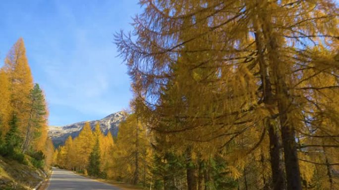 慢动作: 风景秀丽的山路附近的落叶松树森林的电影视图。
