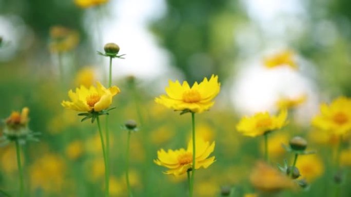 风中的黄色花朵野花小花那些花儿