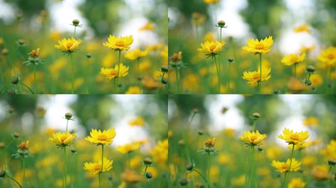 风中的黄色花朵野花小花那些花儿