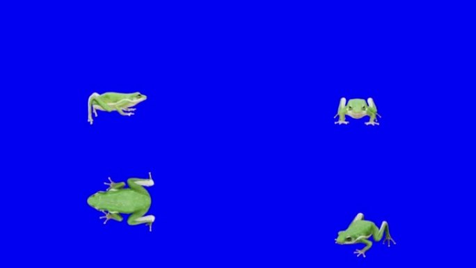 在蓝色屏幕上奔跑的青蛙。动物的概念，野生动物，游戏，返校，3d动画，短视频，电影，卡通，有机，色键，