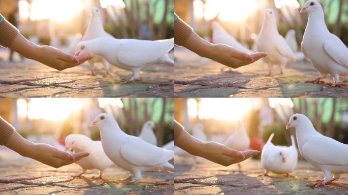 人在日落时用手喂养鸽子