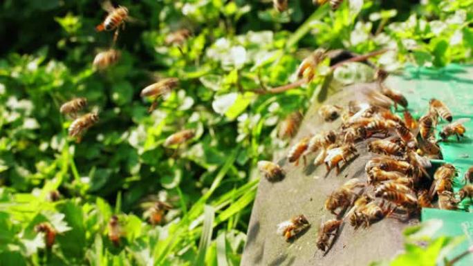 春天，蜂群在蜂箱周围飞来飞去
