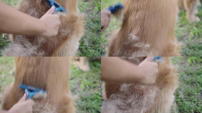 金毛猎犬从被刷中脱落了很多皮毛