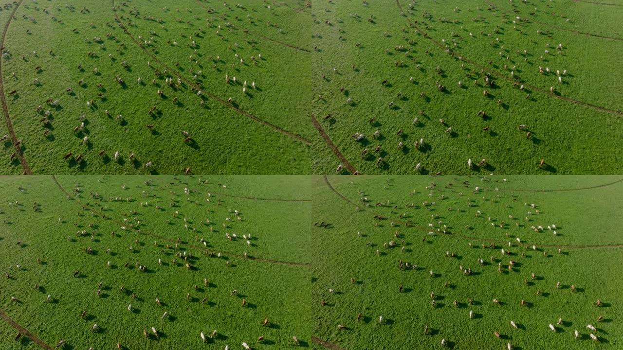 在美丽的绿色牧场上放牧的一大群艾尔郡奶牛的旋转鸟瞰图。负责温室气体排放的牲畜为气候变化做出了贡献
