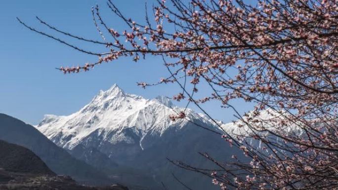 雪山下的田野里长着鲜花的巨大桃树