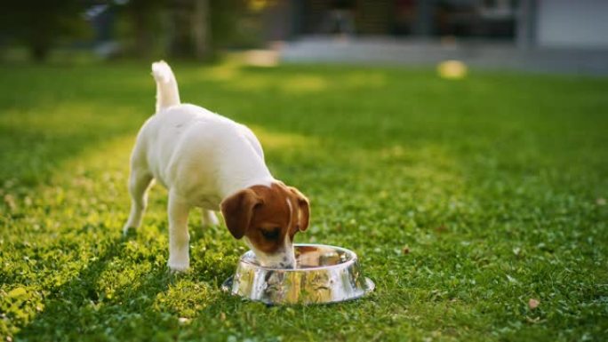 超级可爱的血统杰克罗素梗狗从他的户外碗里喝水。快乐的小狗在后院玩得开心。户外晴天