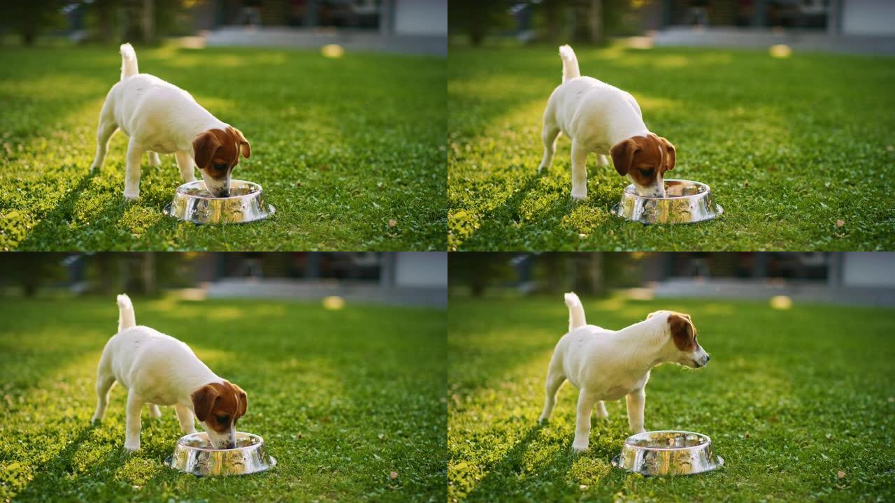 超级可爱的血统杰克罗素梗狗从他的户外碗里喝水。快乐的小狗在后院玩得开心。户外晴天