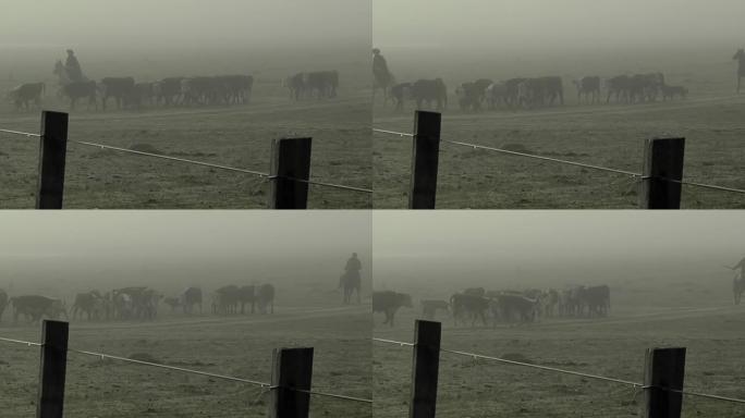 高乔斯 (南美牛仔) 在雾蒙蒙的田野上召集赫里福德的牛。