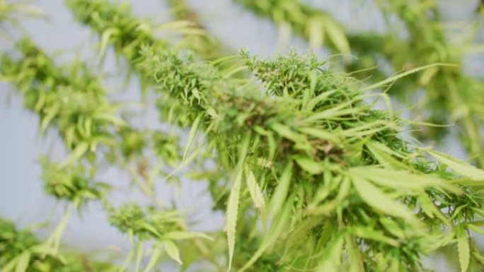 大麻叶植物生长大麻叶植物生长
