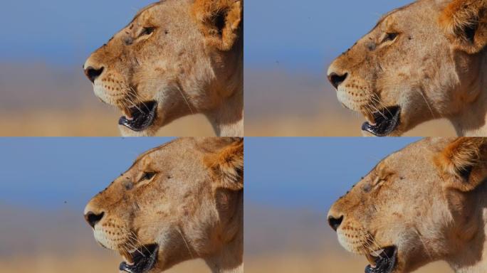 慢动作特写镜头在阳光明媚的野生动物保护区的狮子脸上飞行