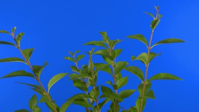 蓝屏合成元素上的传递植物