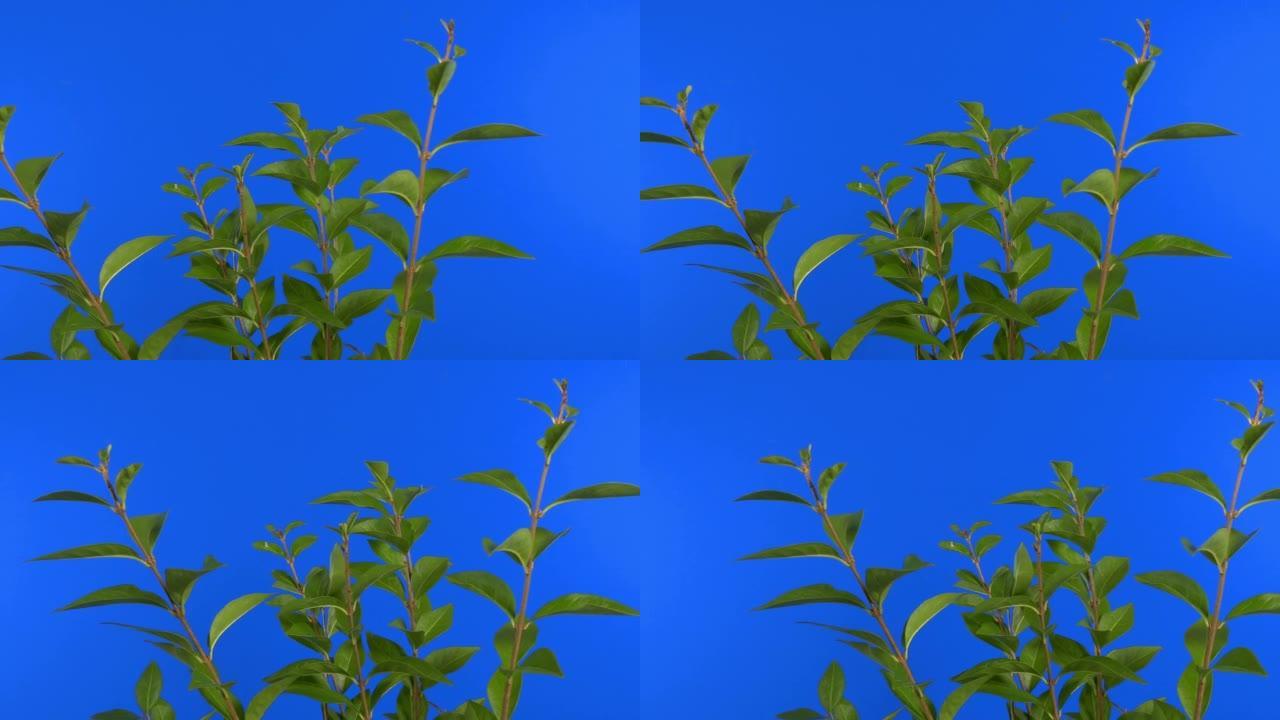 蓝屏合成元素上的传递植物