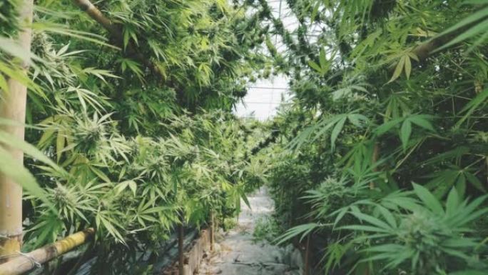 大麻植物种植园毒品