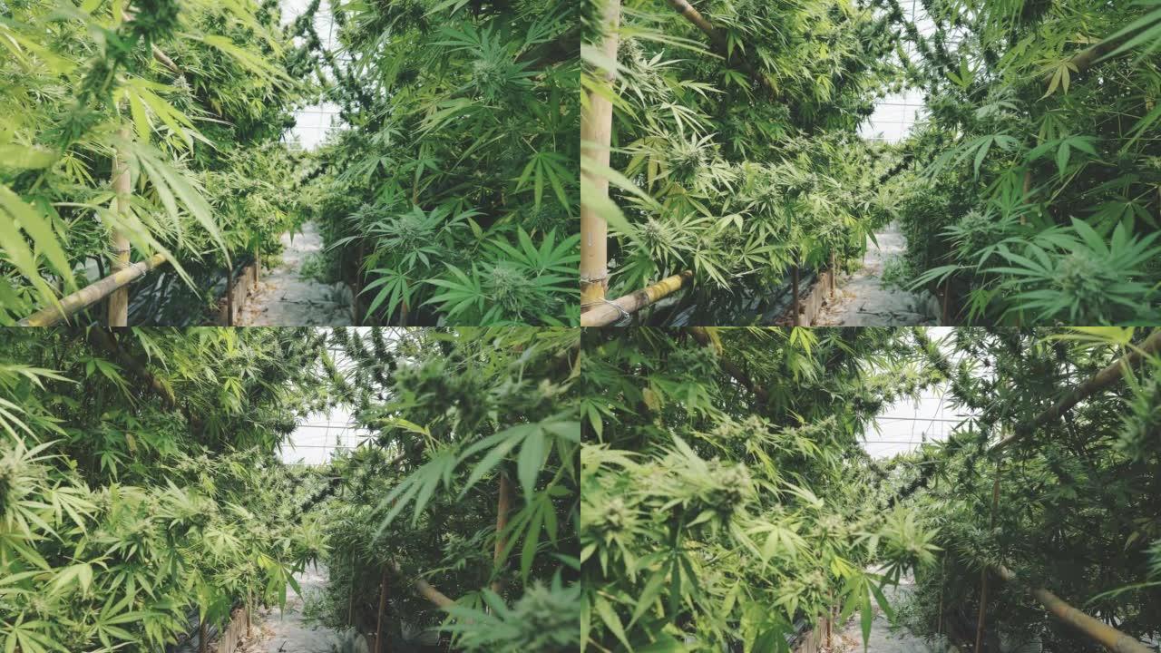 大麻植物种植园毒品