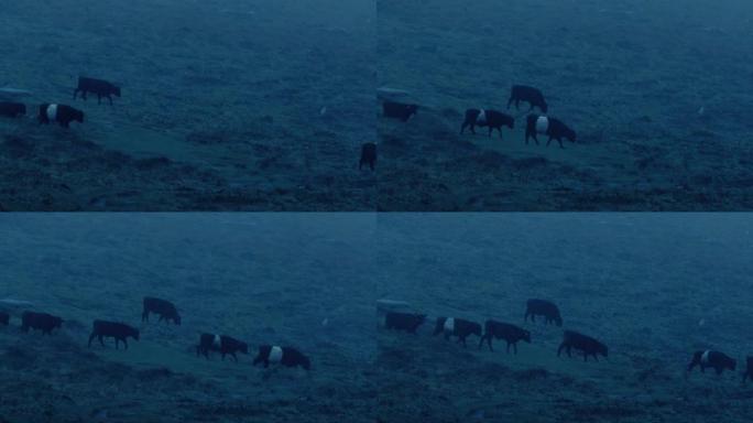 奶牛在傍晚的暴雨中穿越山坡