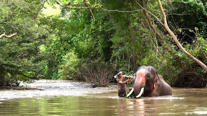 大象农夫正在向大象泼水。在乡下的一条小溪里给大象洗澡代表着大象的生活方式，爱，人与大象的纽带。