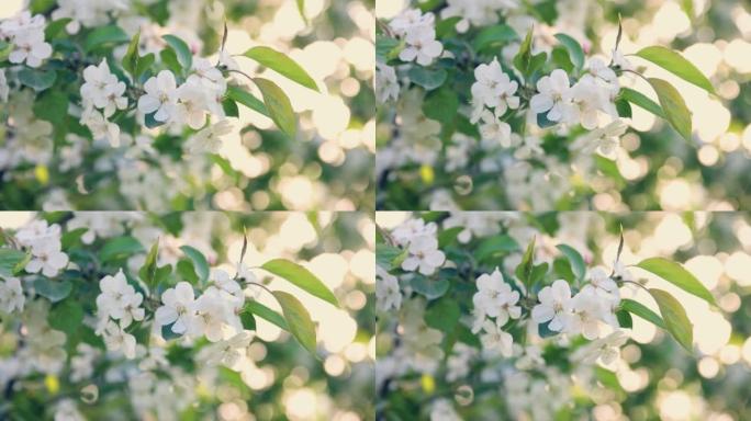 春天的苹果花花空镜唯美空镜果园花朵