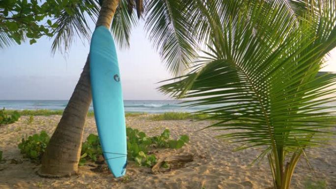 特写: 长长的蓝色冲浪板靠在风景秀丽的热带海滩上的棕榈树上