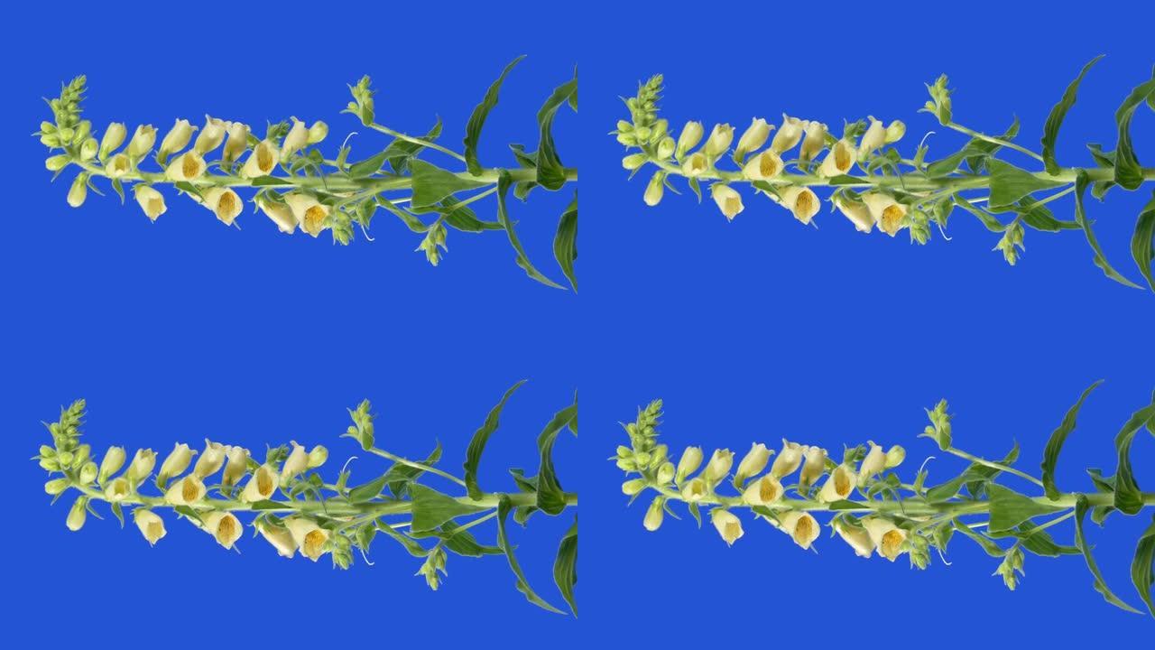 微风蓝屏中的毛地黄花，用于合成