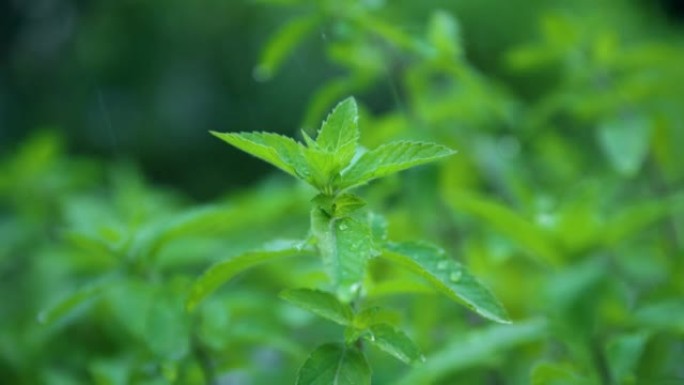 落在绿色新鲜薄荷叶上的水