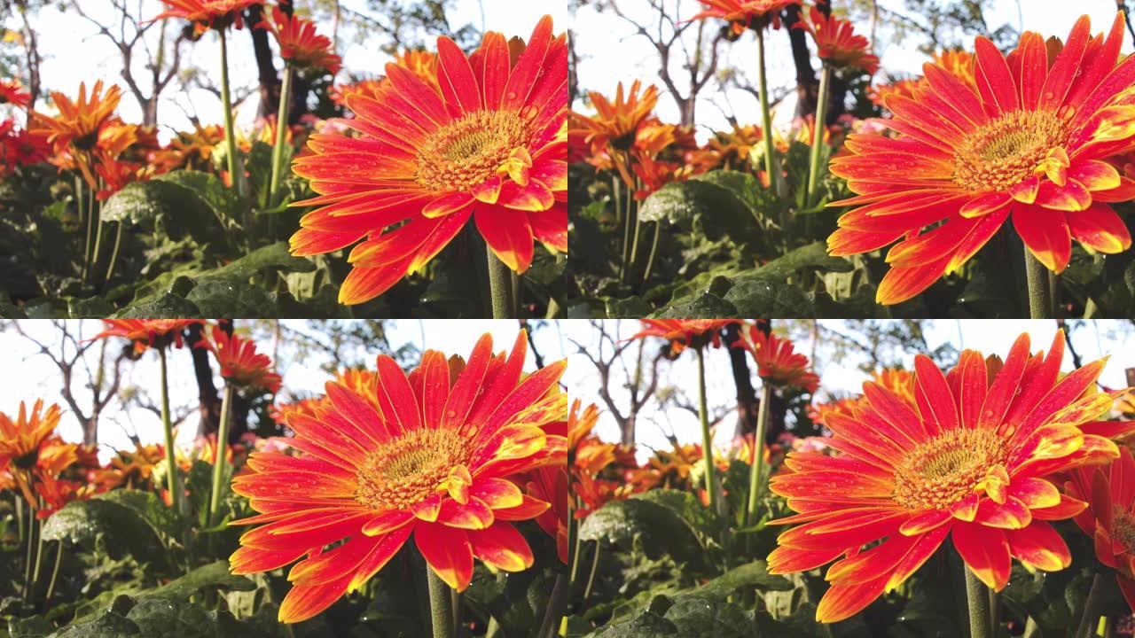 低角度视图特写橙色非洲菊菊花植物装饰花园