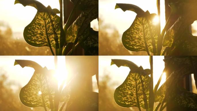 特写镜头，金色的阳光照耀着万叶草植物的叶子