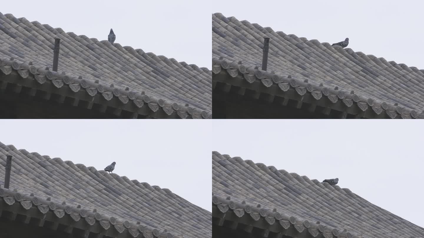 h鸽子在屋顶观望