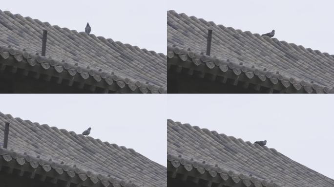 h鸽子在屋顶观望