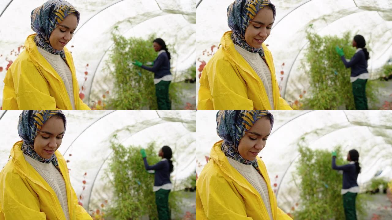 伊斯兰妇女在温室里工作，背景是同事