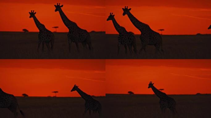 长颈鹿在日出时在自然保护区里行走