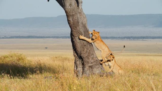 慢动作狮子在阳光明媚的野生动物保护区爬树