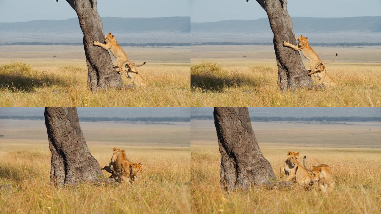 慢动作狮子在阳光明媚的野生动物保护区爬树