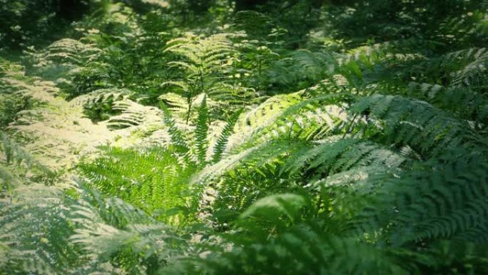 蕨类植物在和平的林间空地上捕捉阳光