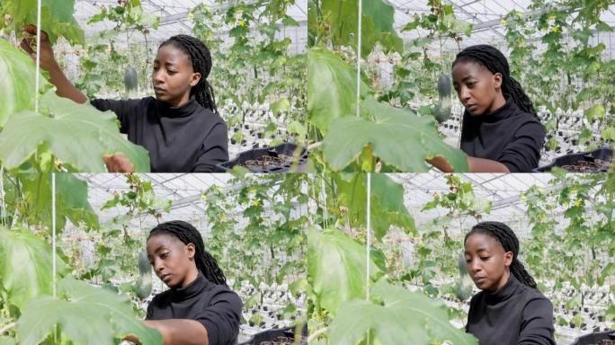 一名非洲妇女在温室里检查植物